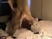 Fucked doggy style by a real dog